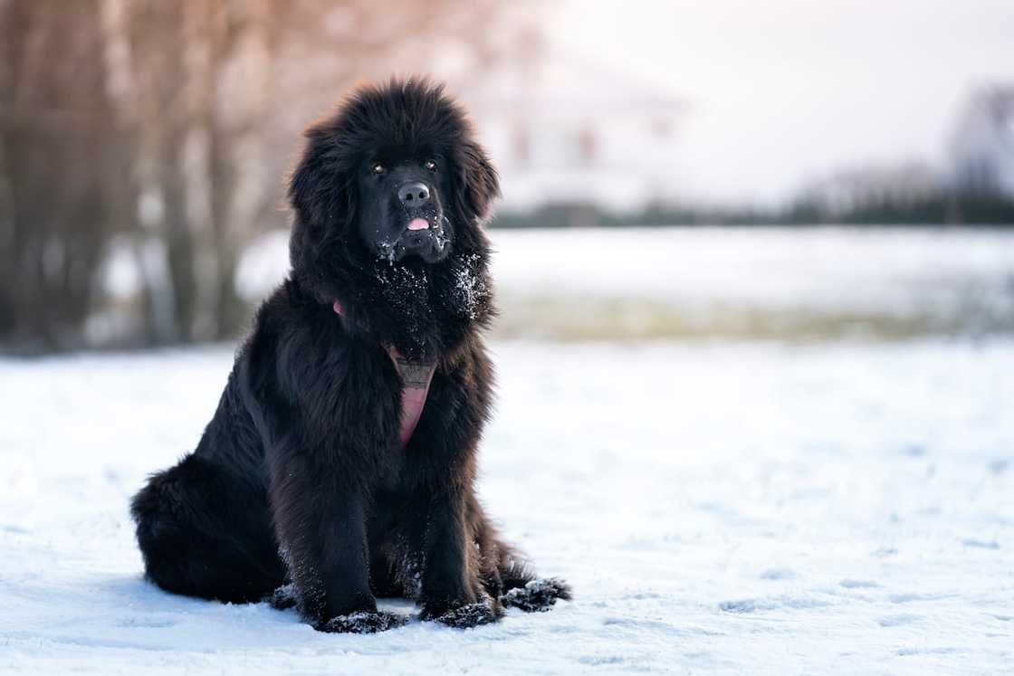 Newfoundland dog sitting in the snow Newfoundland dog sitting in the snow
