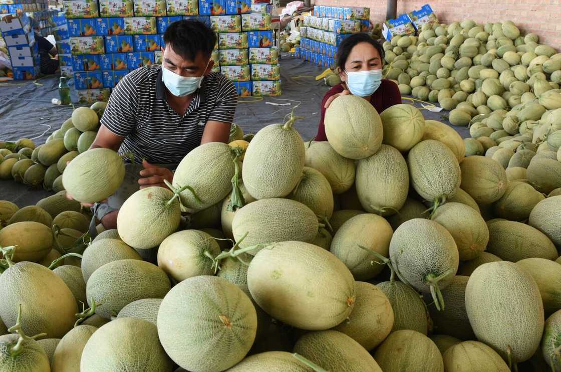 Farmers bag cantaloupes Farmers bag cantaloupes