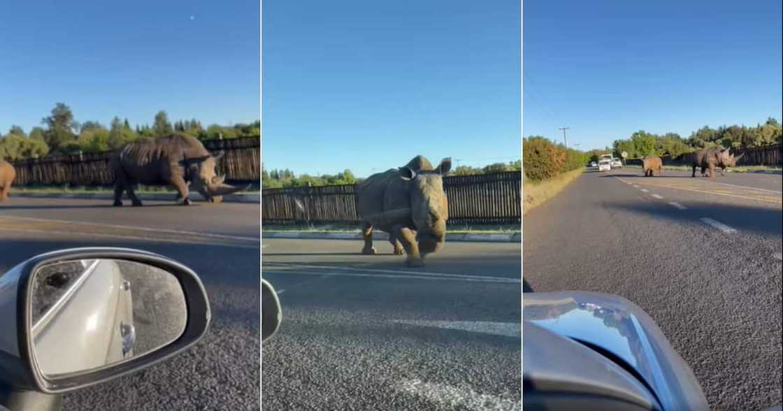 Rhino, Escape, Bloemfontein, Video, Social media reactions Rhino, Escape, Bloemfontein, Video, Social media reactions