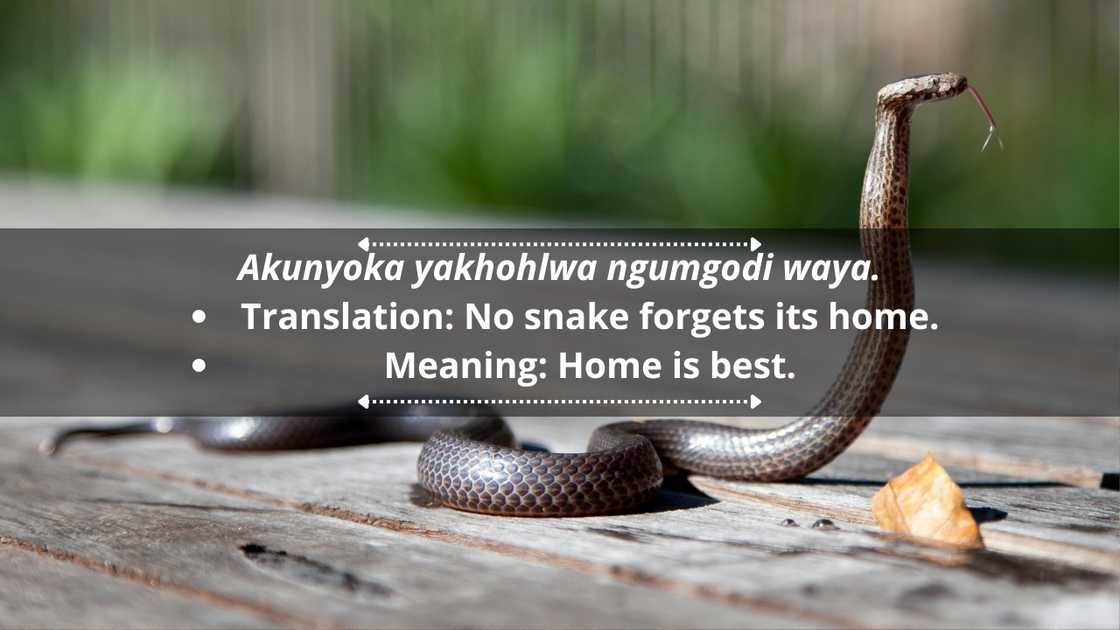 Zulu proverbs and quotes