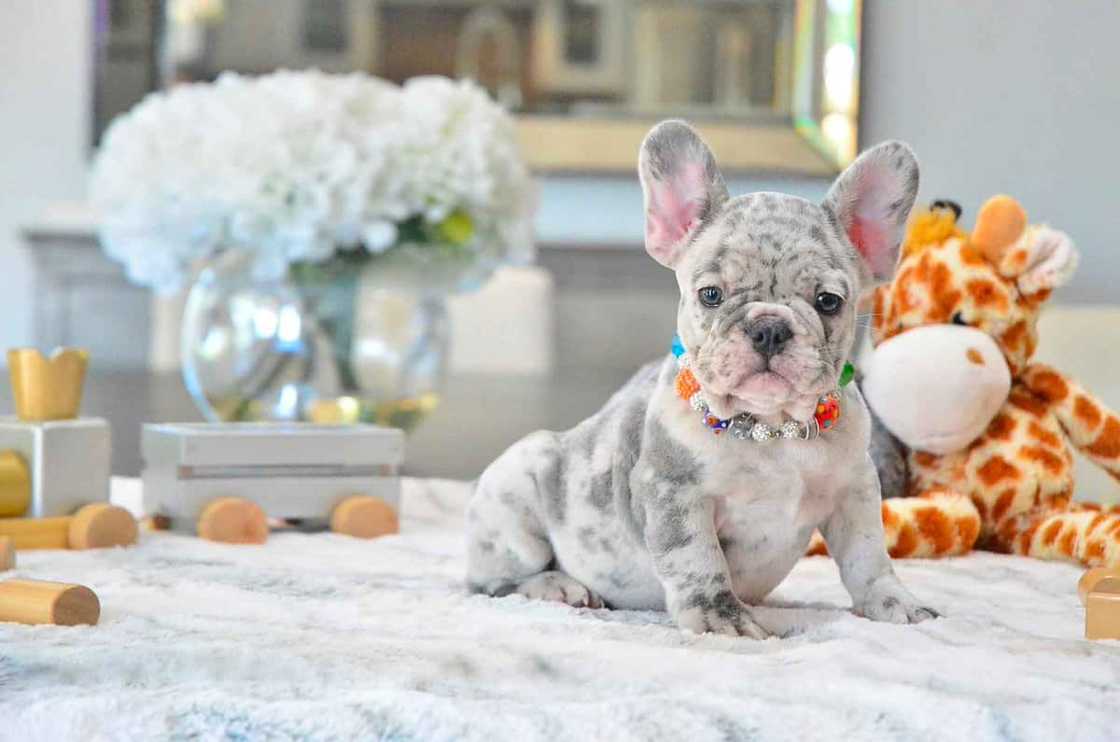 expensive french bulldog expensive french bulldog