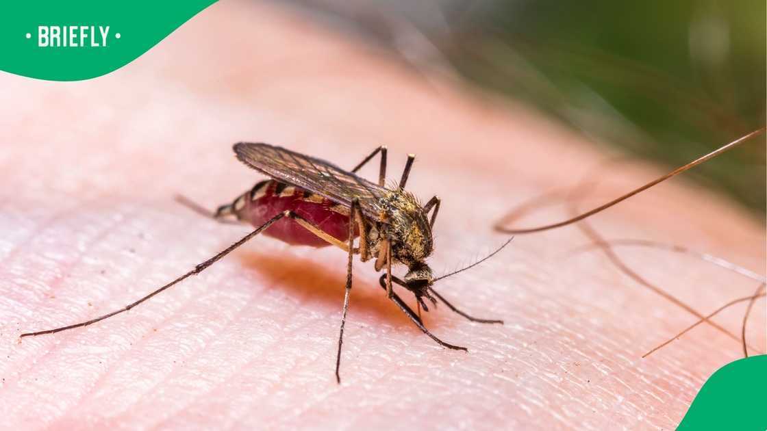 Ntsiki Mazwai has warned SA over recent Malaria outbreak. Ntsiki Mazwai has warned SA over recent Malaria outbreak.