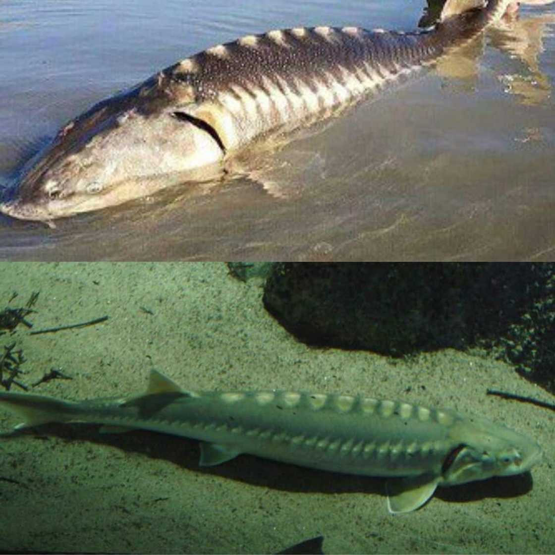 What is the rarest fish in the world? What is the rarest fish in the world?