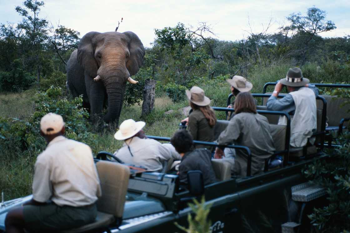 Tourists marvelled at a wild elephant in Africa Tourists marvelled at a wild elephant in Africa
