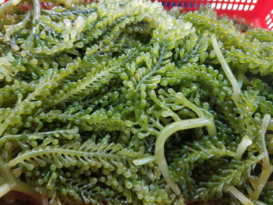 best alkaline foods best alkaline foods