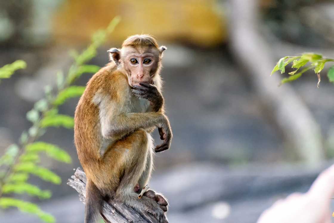 A monkey interrupted a class lecture in a viral TikTok video.