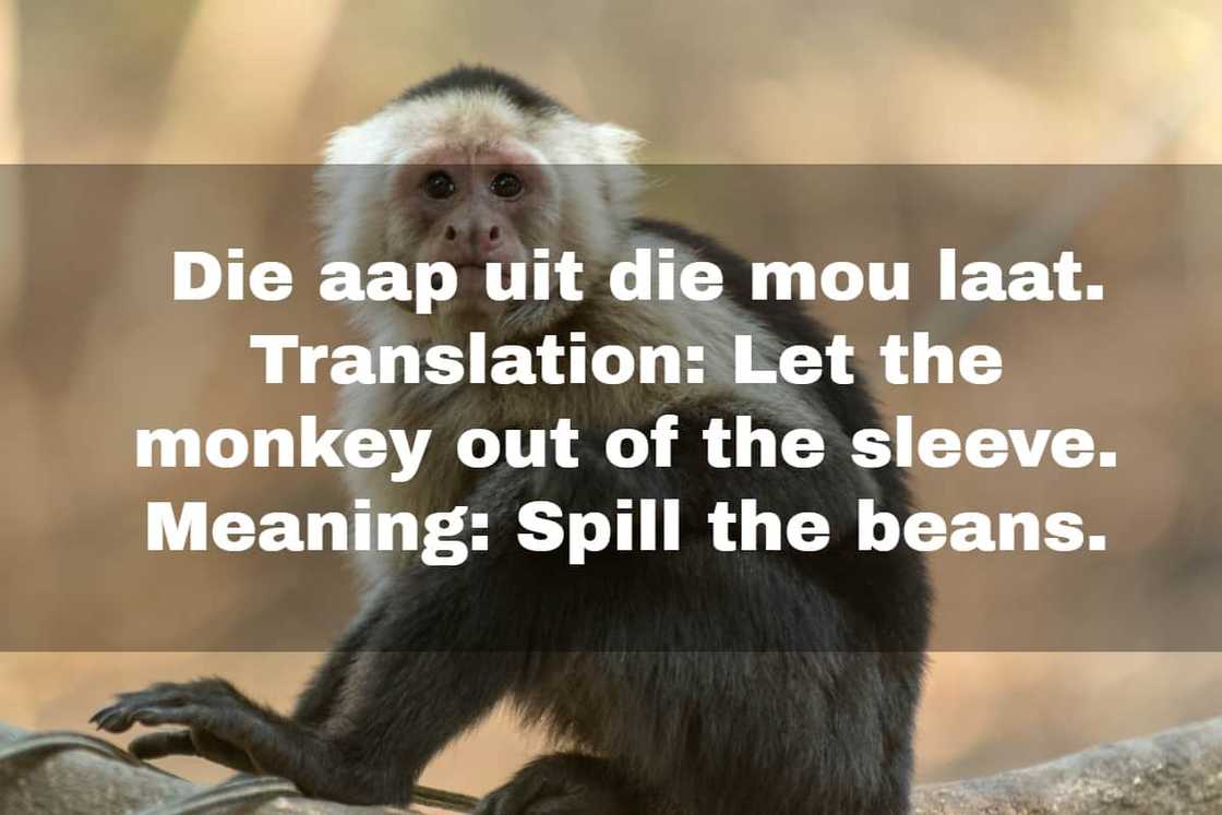 funny Afrikaans sayings