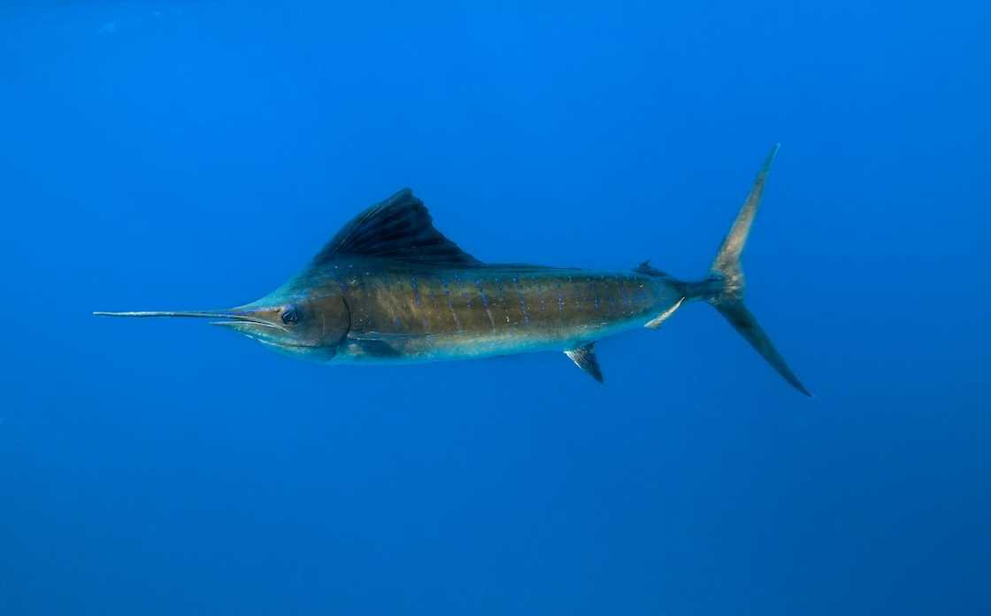 Xiphias gladius in the deep ocean