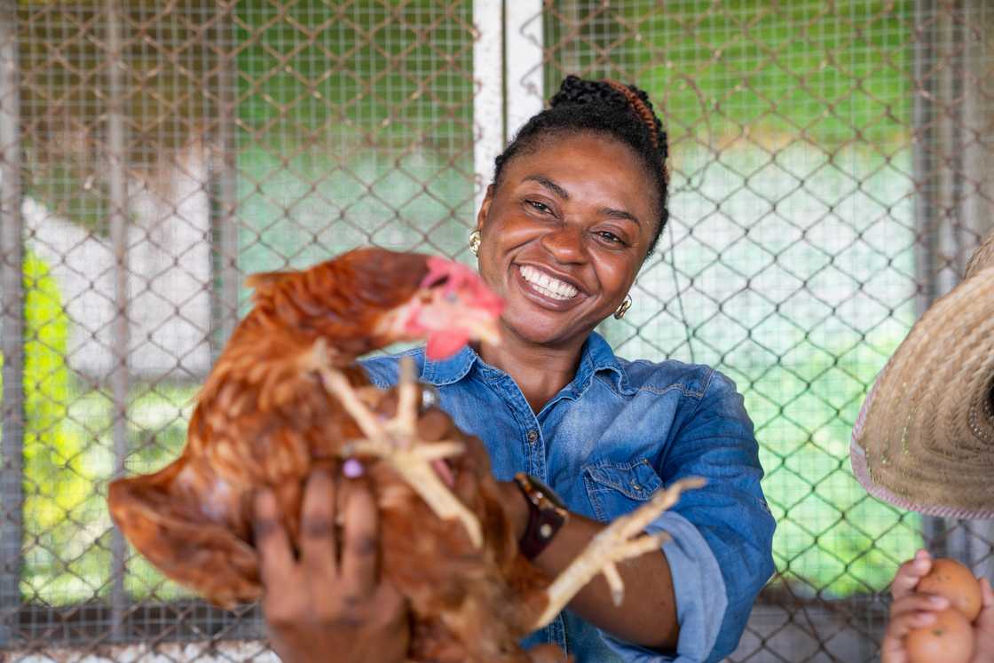 Chicken make great pets Chicken make great pets