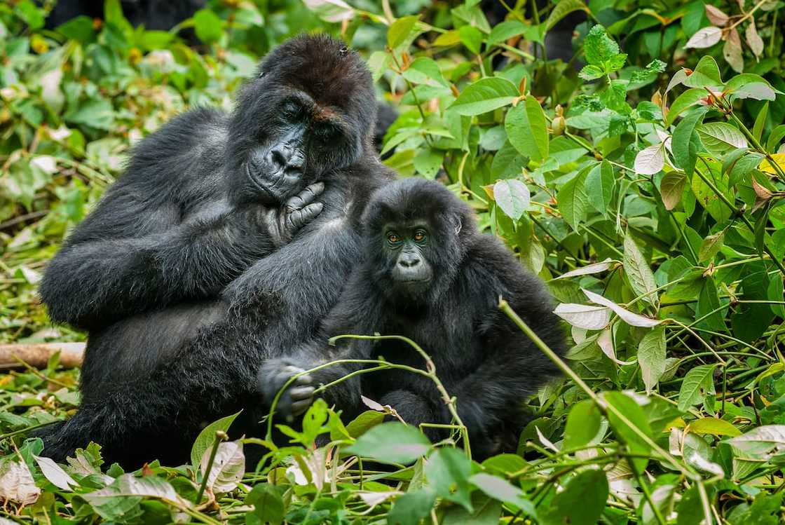A female gorilla with her son, Eastern Lowland Gorillas (gorilla beringei graueri). A female gorilla with her son, Eastern Lowland Gorillas (gorilla beringei graueri).