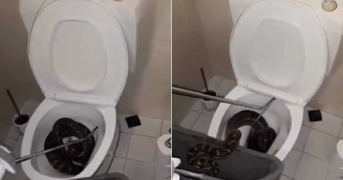 ‘Only in Australia’: Video Shows 8-Foot Long Python Being Taken Out of Toilet