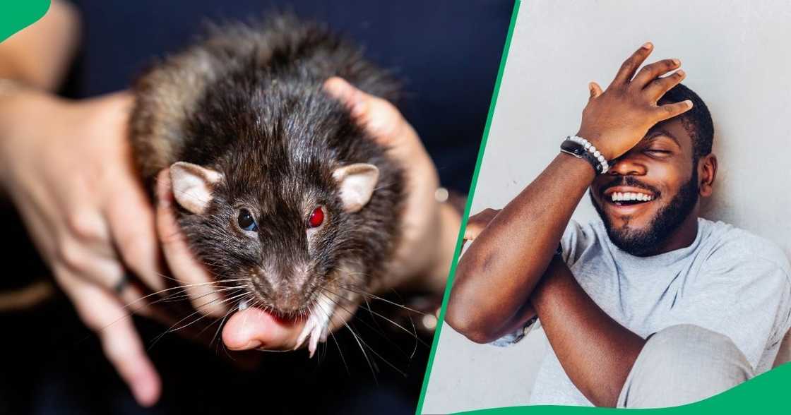 Woman makes rat dance Woman makes rat dance