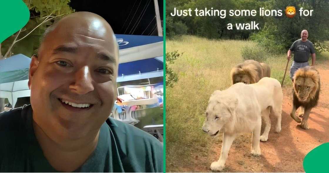 Man uses a stick to take three lions for a walk in South Africa. Man uses a stick to take three lions for a walk in South Africa.