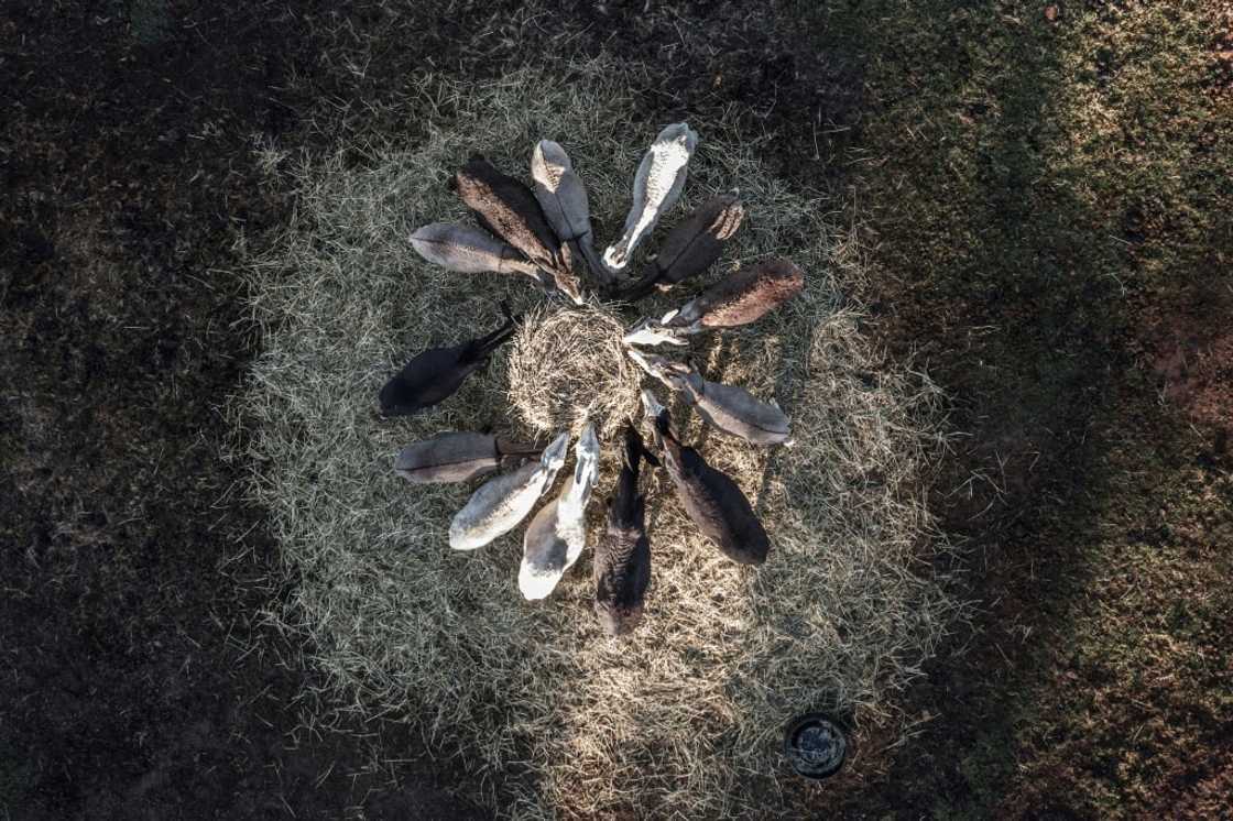Once prized by emperors, a gelatin called ejiao -- made from donkey skins -- is increasingly sought after by China's middle class Once prized by emperors, a gelatin called ejiao -- made from donkey skins -- is increasingly sought after by China's middle class