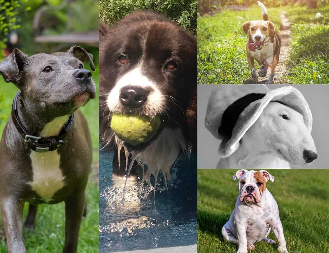 Groot honde rasse. Klein honde soorte. Gevaarlikste honde. Kinder vriendelike honde Groot honde rasse. Klein honde soorte. Gevaarlikste honde. Kinder vriendelike honde