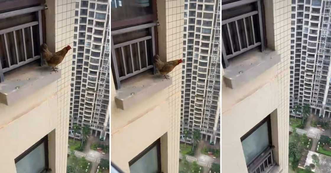 Viral video of chicken jumping out of tall building