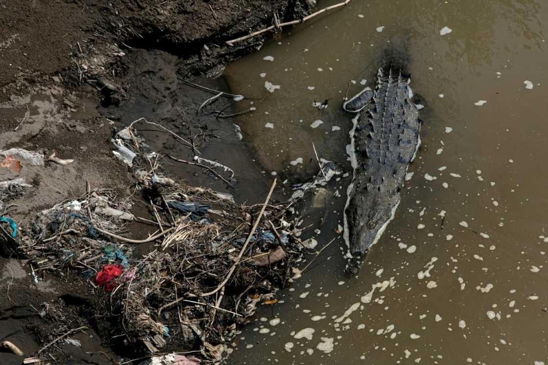 A crocodile swims amid garbage in the Tarcoles River, one of the most polluted in Central America. This species is thriving despite the toxic waters