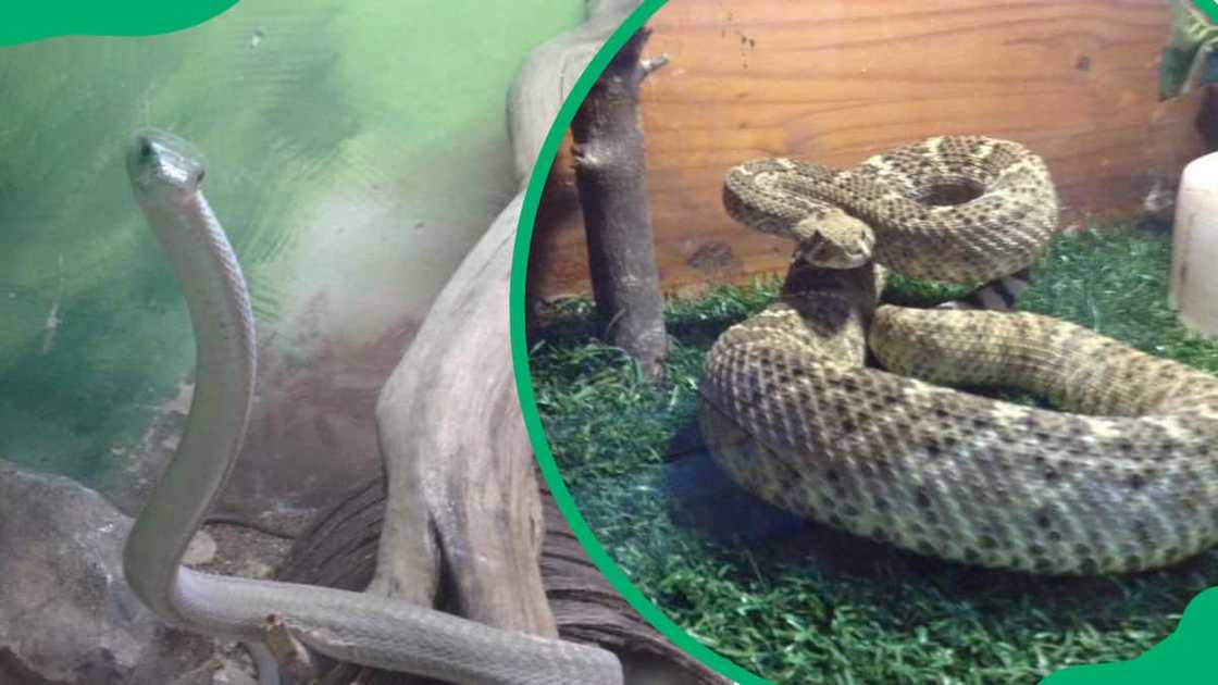 johannesburg aquarium johannesburg aquarium