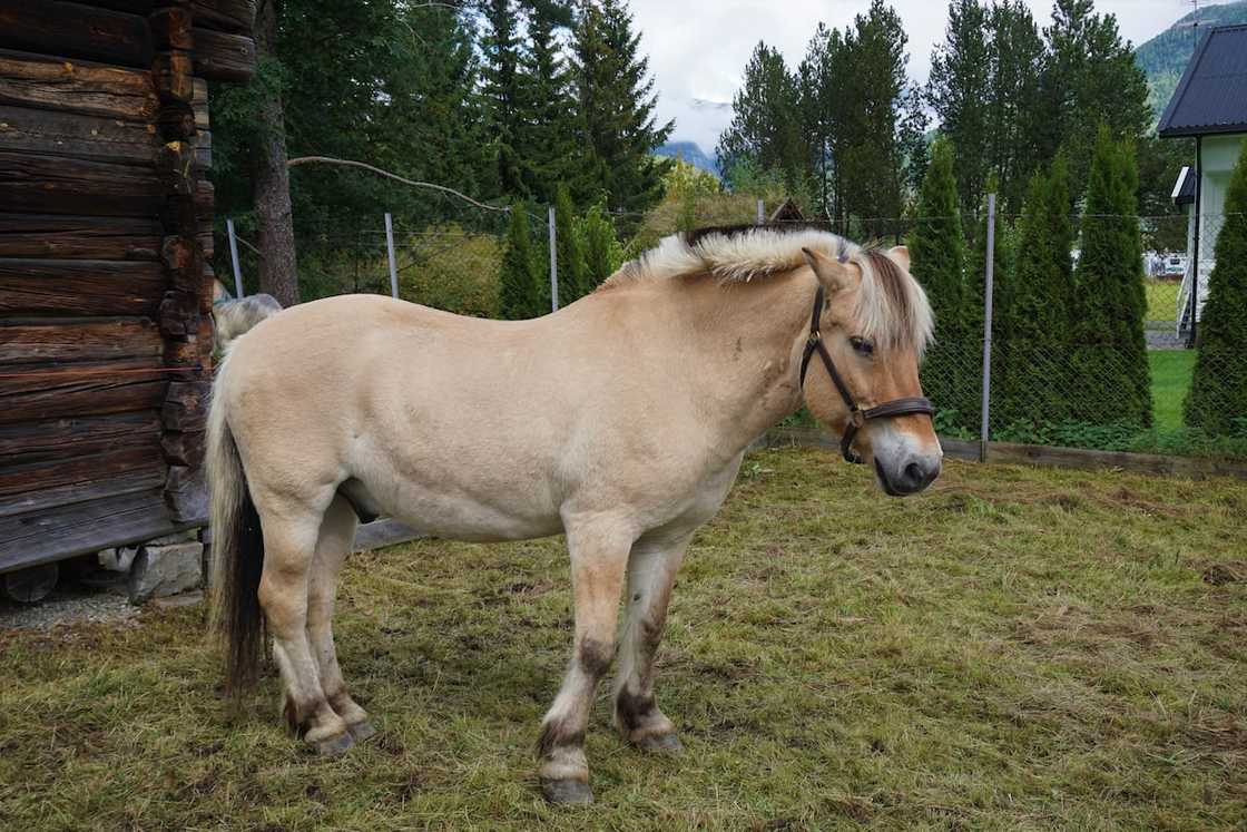 Exotic horse breeds