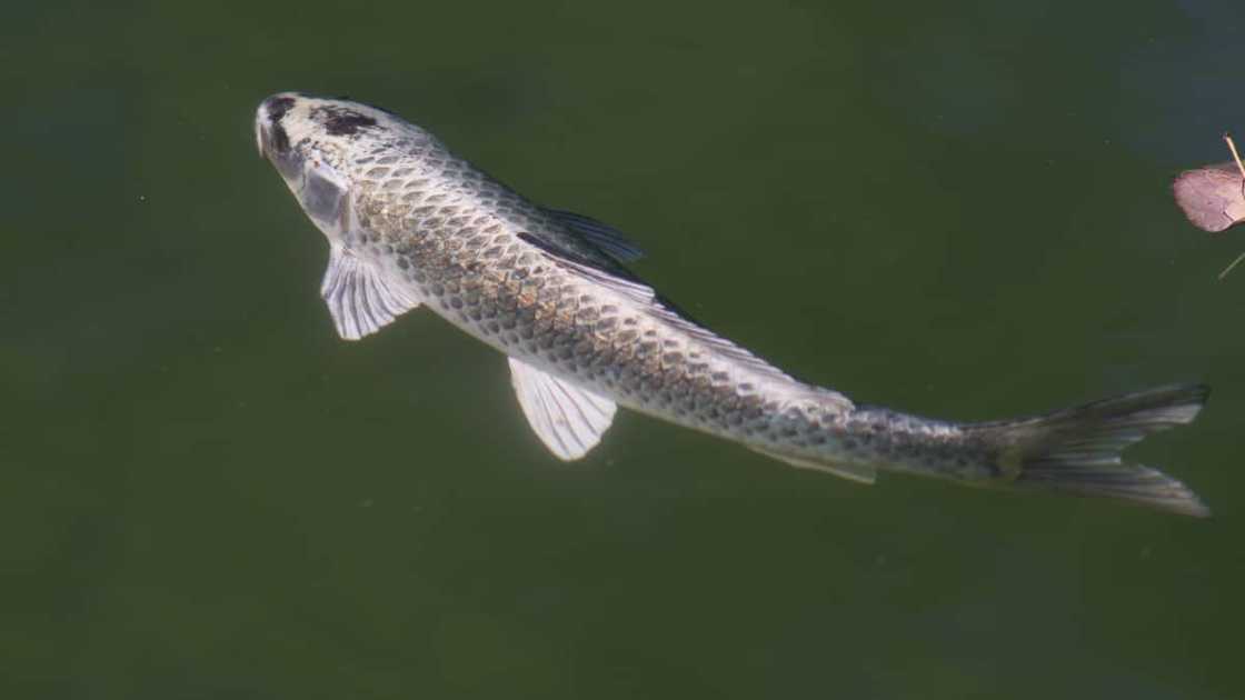Ornamental fish Ornamental fish