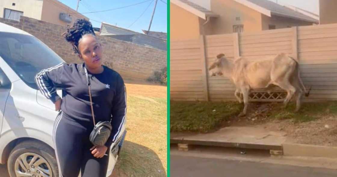 Woman amazed after finding a random cow walking. Woman amazed after finding a random cow walking.