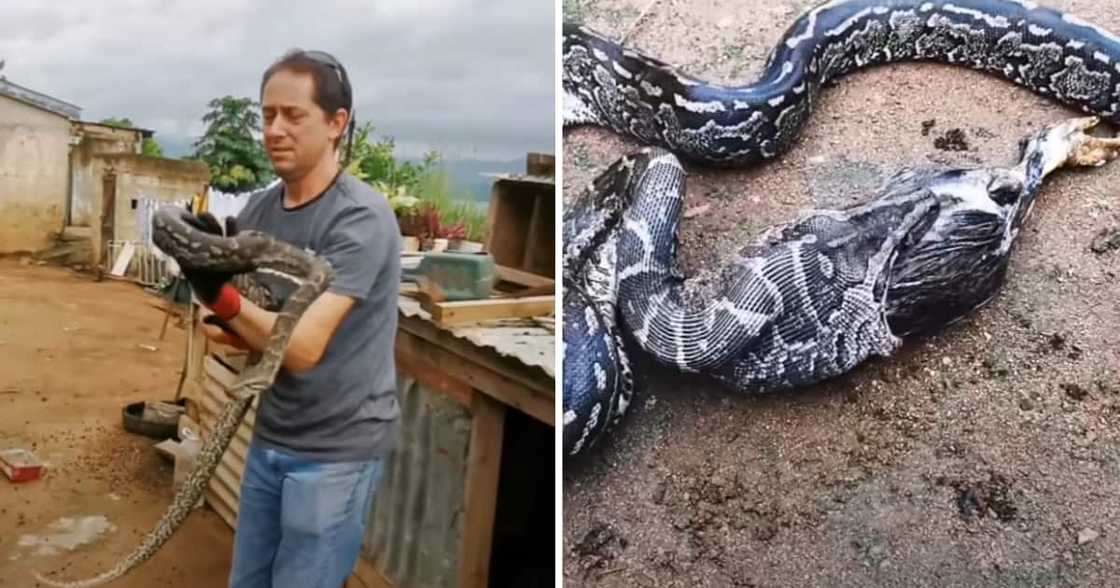 Snake, Python, Jason Arnold, YouTube, Video, Reactions Snake, Python, Jason Arnold, YouTube, Video, Reactions