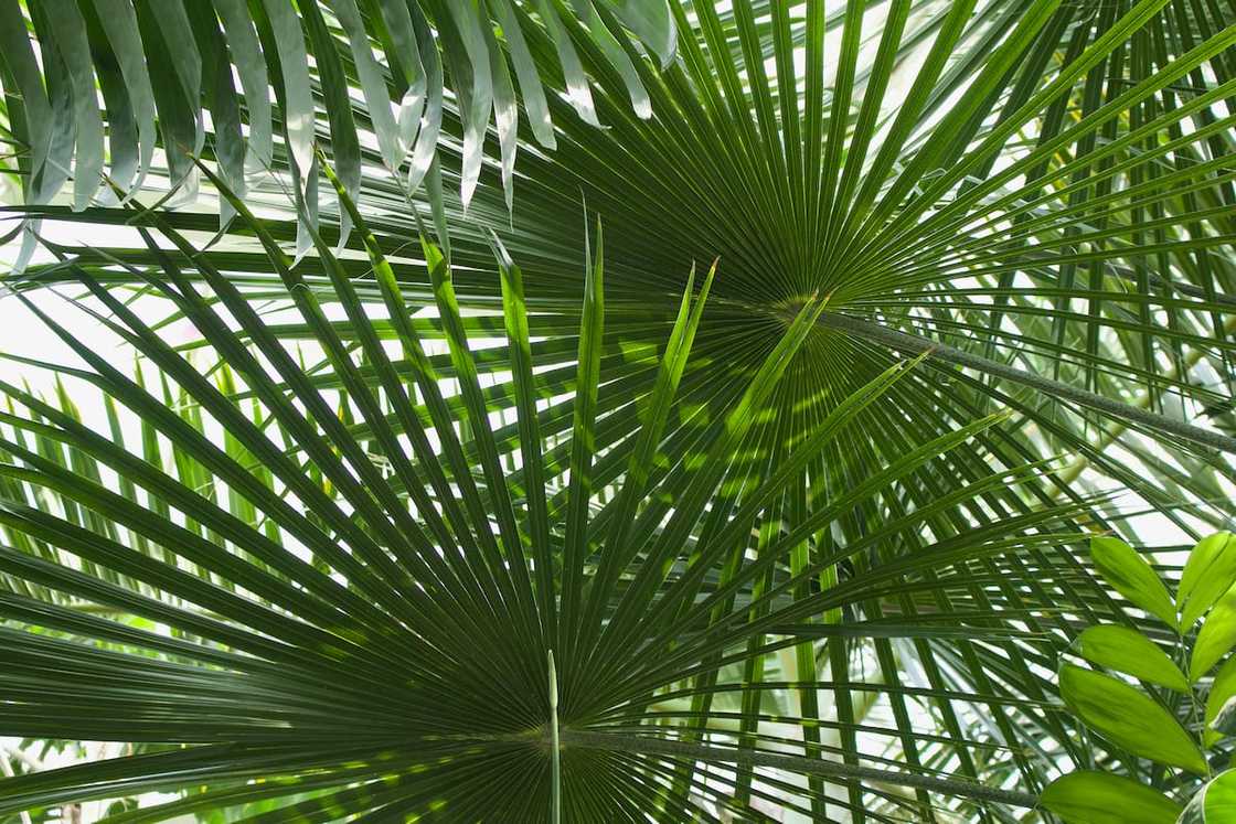 palm trees in south africa