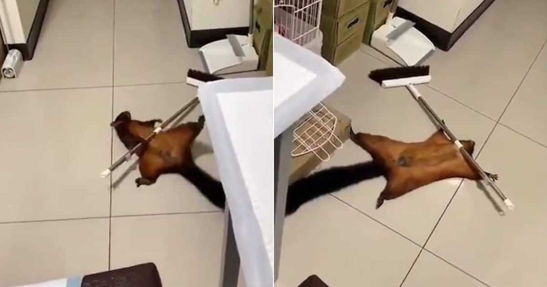 Flying squirrel does the most to look dead in viral Twitter video Flying squirrel does the most to look dead in viral Twitter video