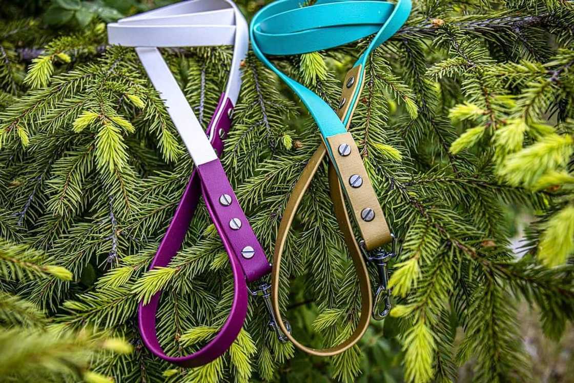 A green and white hands-free dog leash A green and white hands-free dog leash