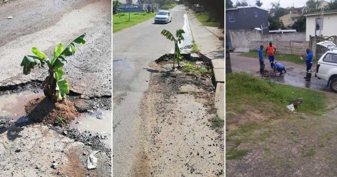 Fed-up man plants trees in potholes, forces municipality to fix them Fed-up man plants trees in potholes, forces municipality to fix them