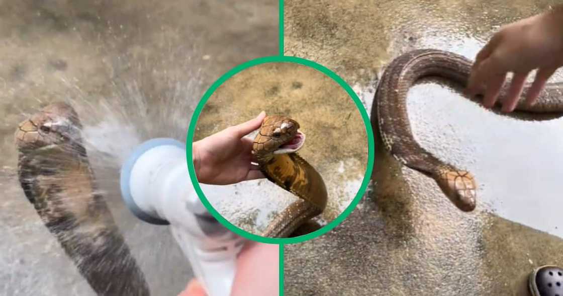Man baths pet cobra snake in viral TikTok video Man baths pet cobra snake in viral TikTok video