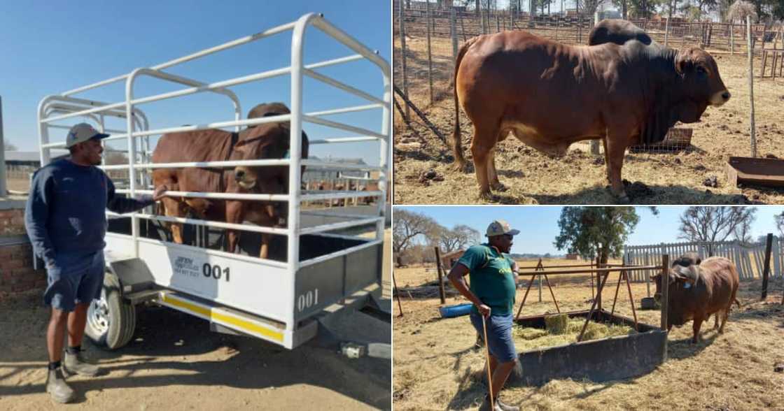 Young Farmer, Boran Cattle, Twitter reactions, #blackexcellence