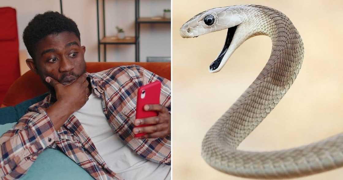 A KZN woman was bitten by a black mamba A KZN woman was bitten by a black mamba