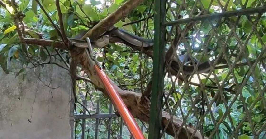 A black mamba in a tree A black mamba in a tree