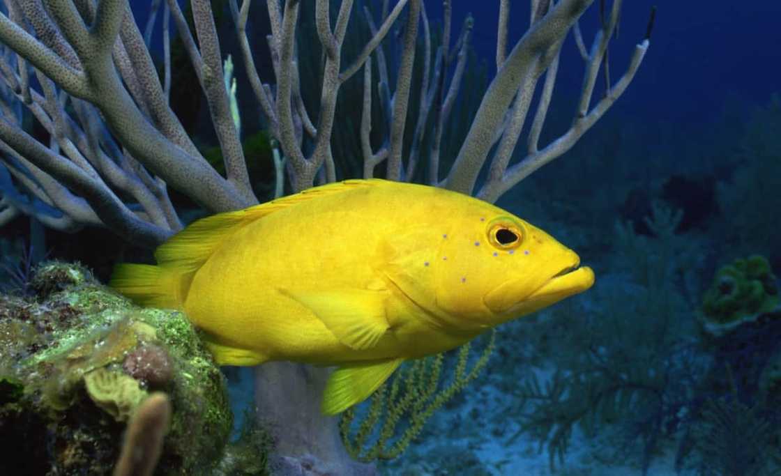 Yellow bass Yellow bass