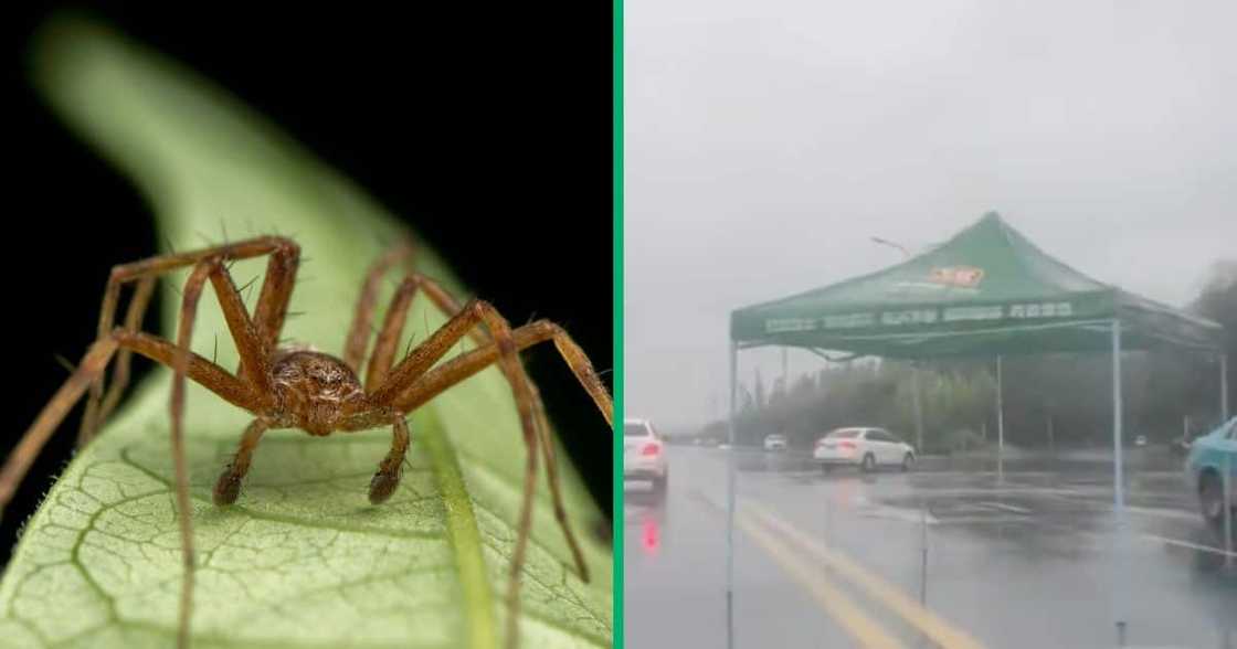 A spider on a leaf and a tent that is crossing the street