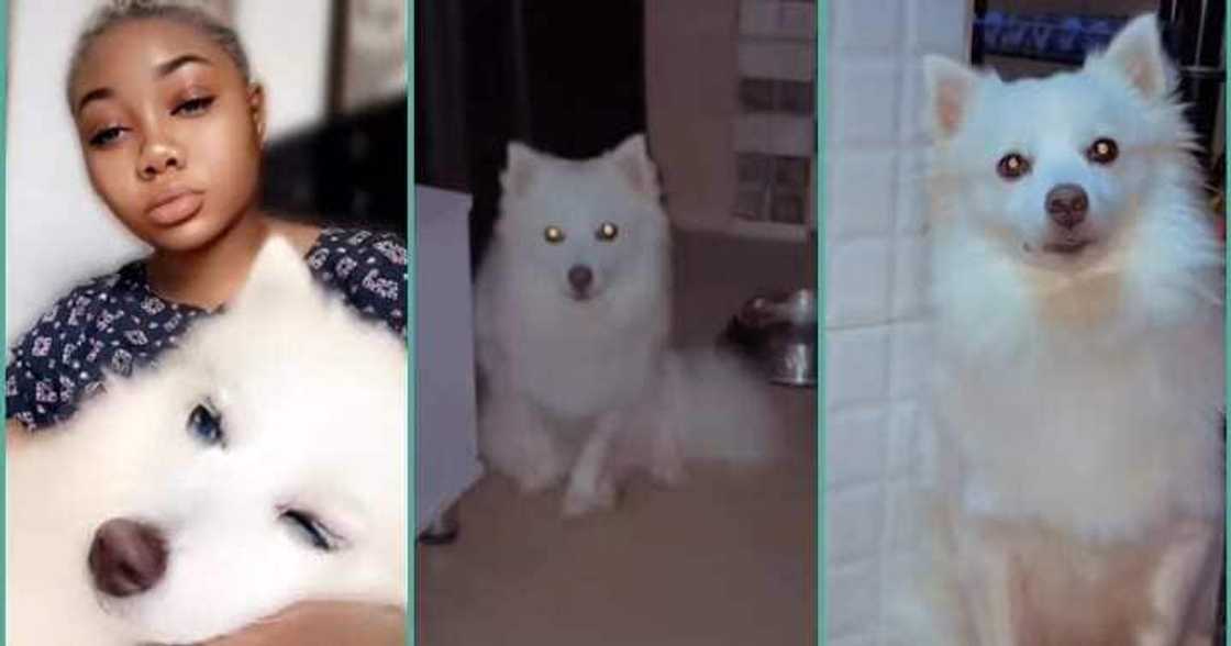 Lady sees dog staring at her at 2 am, shares video as she tackles dog Lady sees dog staring at her at 2 am, shares video as she tackles dog