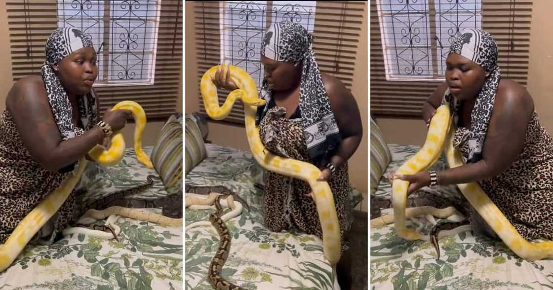 A video of Gogo Maweni with snakes A video of Gogo Maweni with snakes