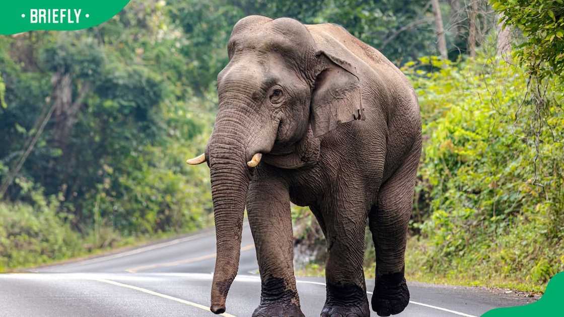 Indian elephant in the wild Indian elephant in the wild
