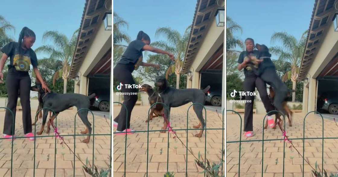 Girl attempts fun dance challenge with Doberman dogs Girl attempts fun dance challenge with Doberman dogs