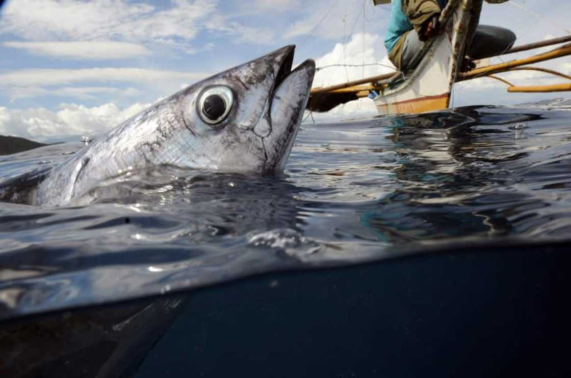 UN biodiversity experts said it is possible to use wild species more sustainably UN biodiversity experts said it is possible to use wild species more sustainably