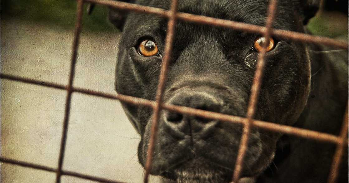 South Africans have called for the ban of pit bulls nationwide. South Africans have called for the ban of pit bulls nationwide.