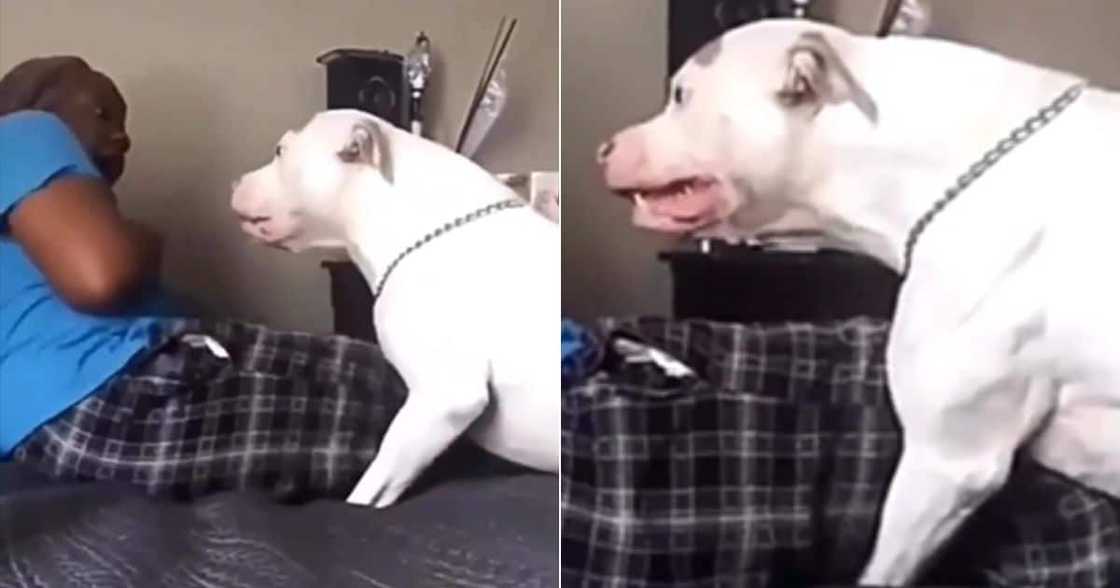 TikTok video of pit bull growling at owner TikTok video of pit bull growling at owner