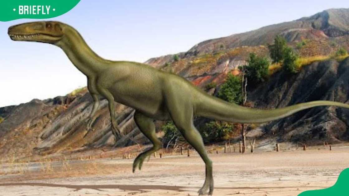 Animals with x Animals with x