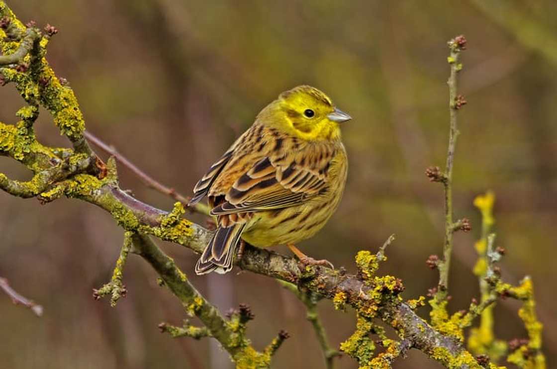 Yellowhammer Yellowhammer