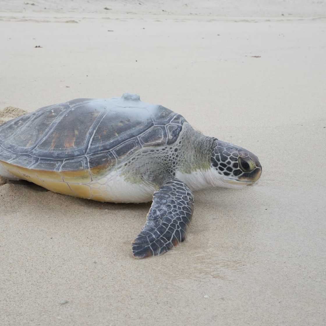 A turtle from the Turtle Conservation Centre.