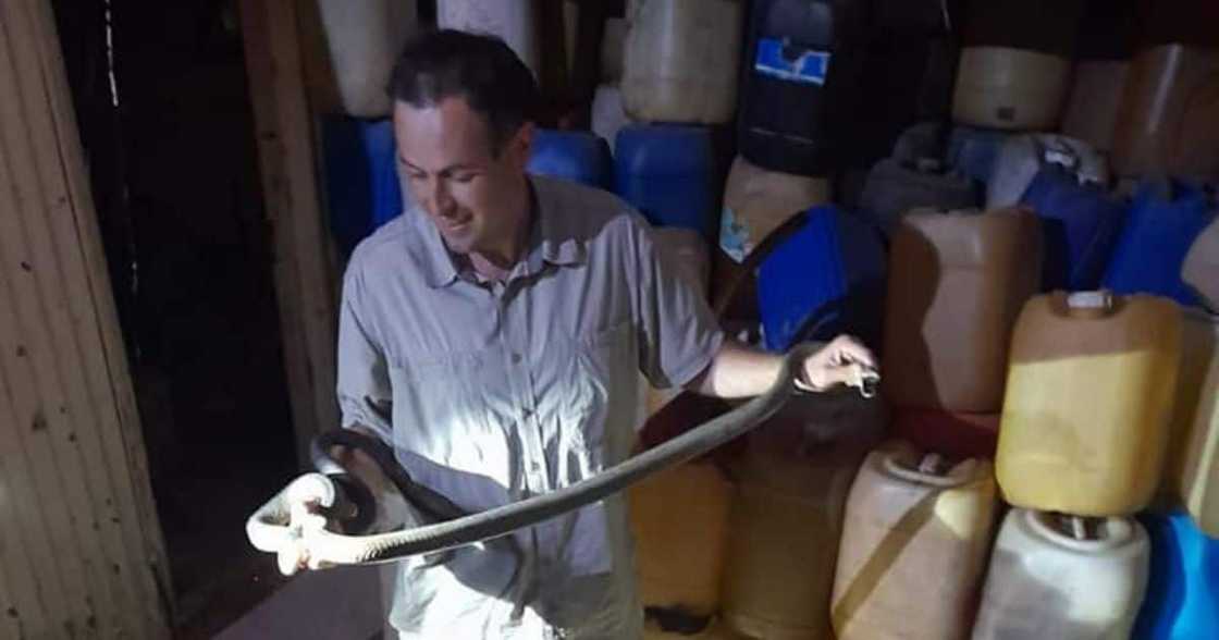 Durban, Reservoir Hills, Gardener, Face to Face, 2m Black Mamba, Dark Room, Nick Evans Durban, Reservoir Hills, Gardener, Face to Face, 2m Black Mamba, Dark Room, Nick Evans