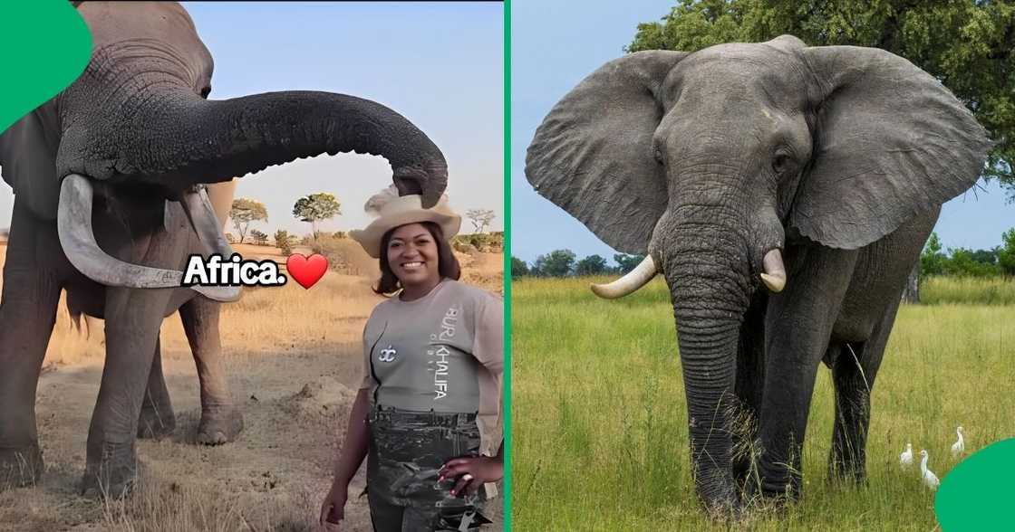 A woman showed respect to an elephant after it unexpectedly took her hat. A woman showed respect to an elephant after it unexpectedly took her hat.