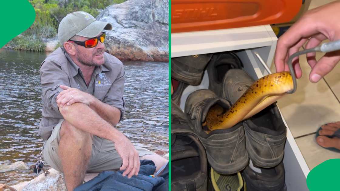 A snake catcher removed a cape cobra found in a man's sneaker. A snake catcher removed a cape cobra found in a man's sneaker.