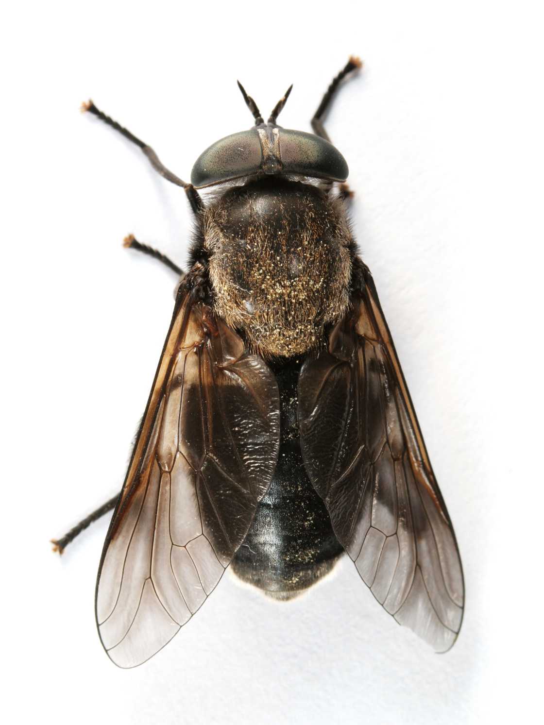 SA floored by flies in Asutralia SA floored by flies in Asutralia